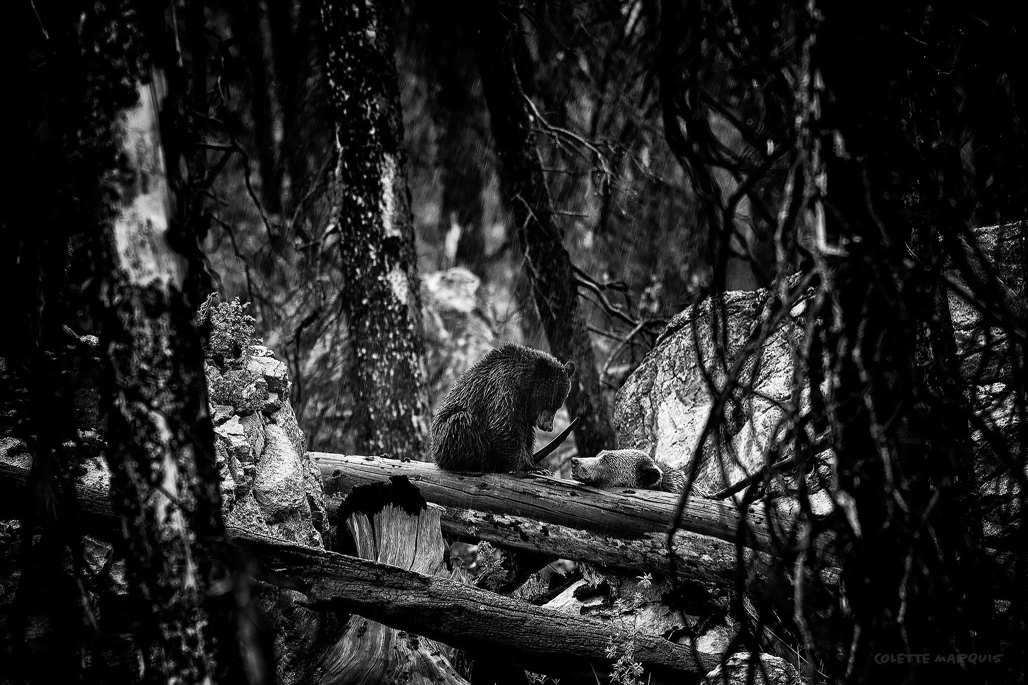 FIELD WORK 001 - In the Wake of Fire | Ash Edition (B/W)