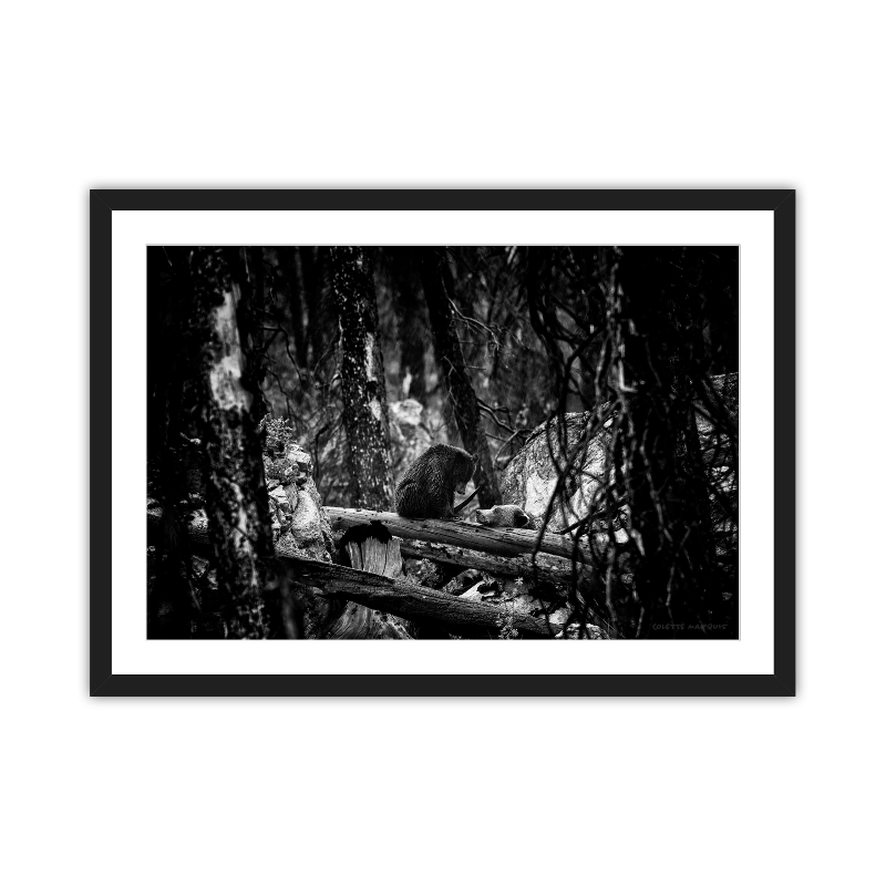 FIELD WORK 001 - In the Wake of Fire | Ash Edition (B/W)