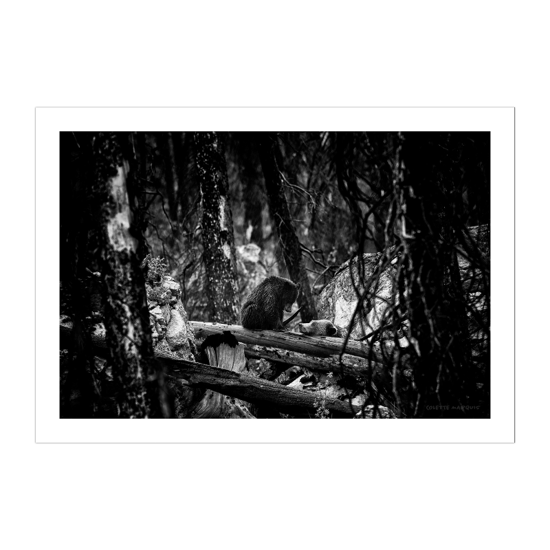FIELD WORK 001 - In the Wake of Fire | Ash Edition (B/W)