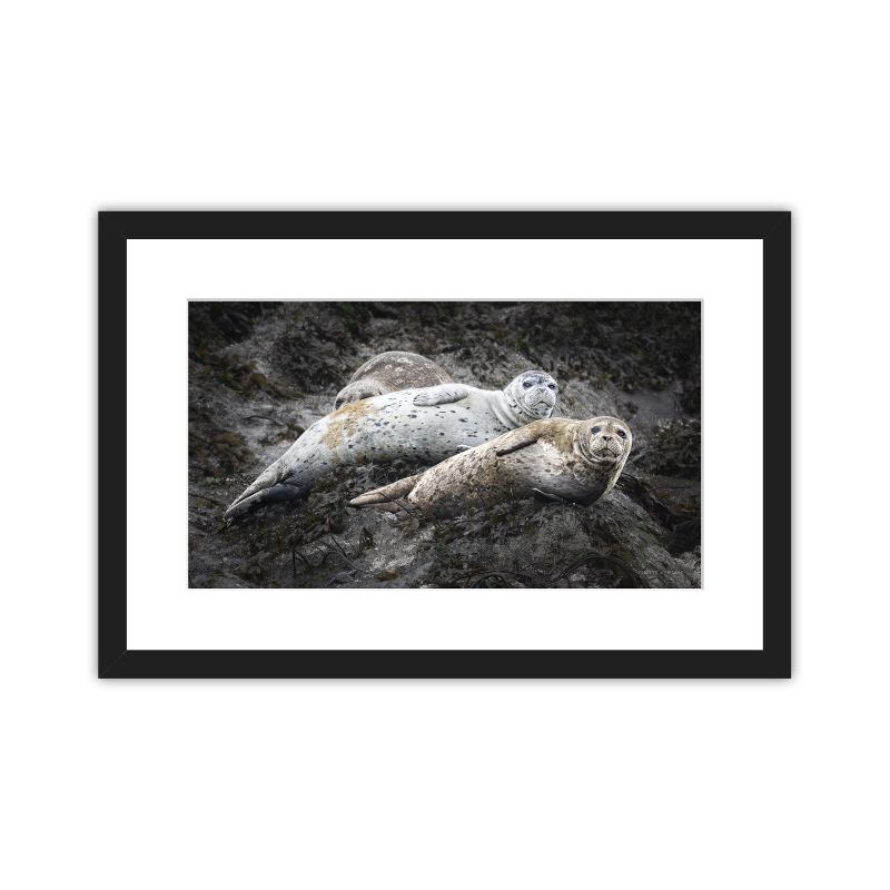 Seal Team Three in a black gallery frame with a white mat