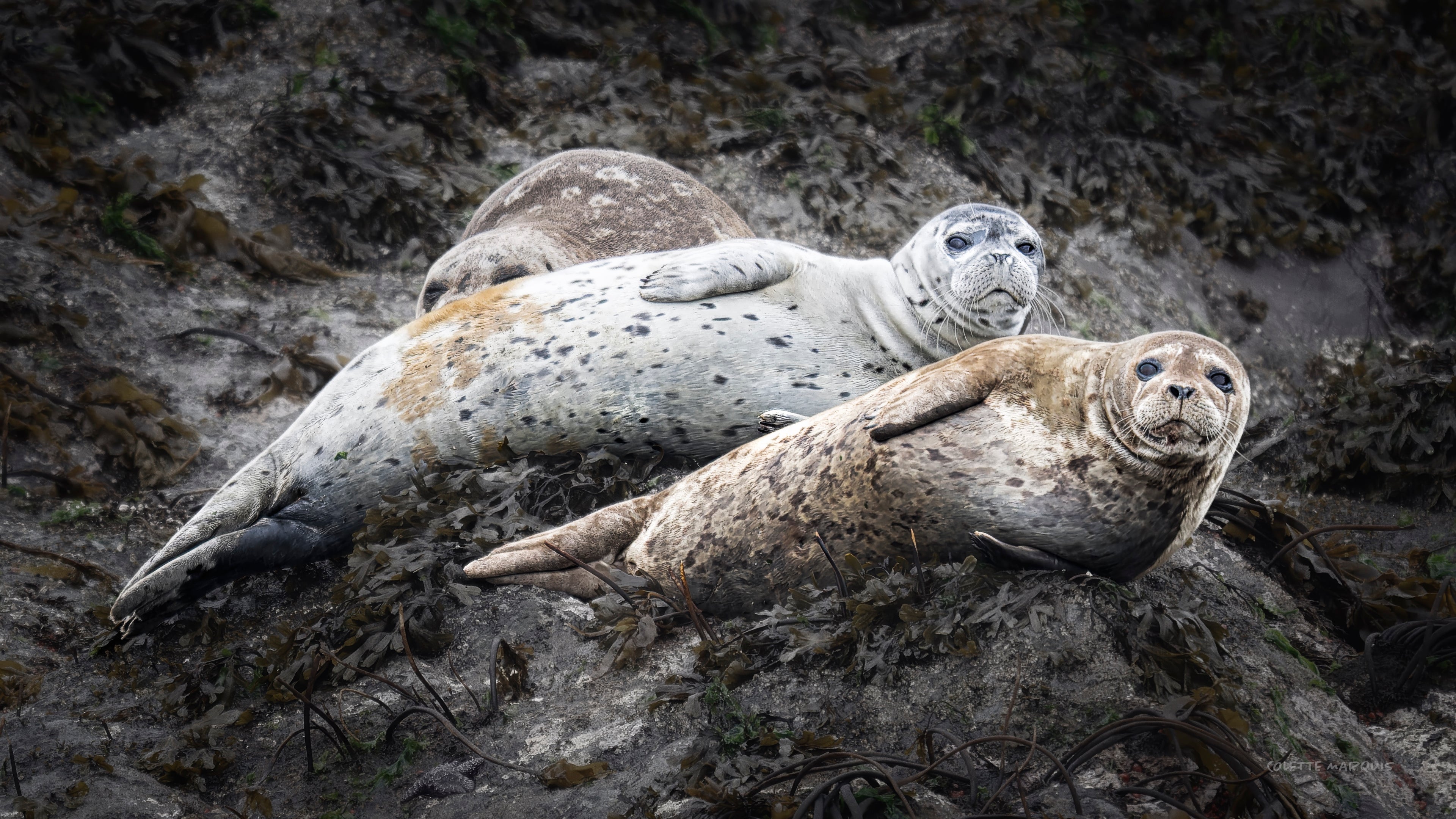 Three harbor seals resting among kelp in Ketchikan, Alaska — Seal Team Three