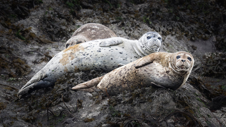 Three harbor seals resting among kelp in Ketchikan, Alaska — Seal Team Three